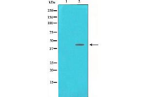 Western blot analysis on NIH-3T3 cell lysate using DNA Polymerase beta Antibody,The lane on the left is treated with the antigen-specific peptide. (POLB anticorps  (C-Term))