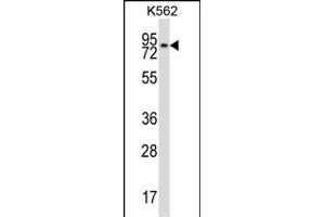 REC8 Antibody (Center) (ABIN657493 and ABIN2846519) western blot analysis in K562 cell line lysates (35 μg/lane). (REC8 anticorps  (AA 194-222))