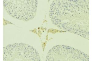 ABIN6277186 at 1/100 staining Mouse testis tissue by IHC-P. (PATE3 anticorps  (Internal Region))