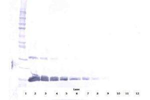 Image no. 2 for anti-Vascular Endothelial Growth Factor A (VEGFA) antibody (Biotin) (ABIN465275) (VEGFA anticorps  (Biotin))