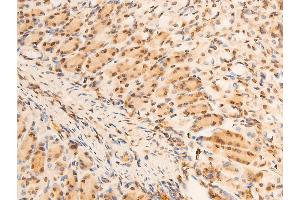 ABIN6267069 at 1/100 staining mouse gastric tissue sections by IHC-P.