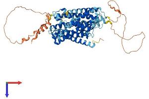 AlphaFold protein structure predicition of Human Recombinant SLC38A4 Protein, UniprotID Q969I6