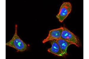 Immunofluorescence analysis of MCF-7 cells using PLCG2 mouse mAb (green).
