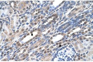 Human kidney (NOLC1 anticorps  (C-Term))