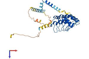 AlphaFold protein structure predicition of Mouse Recombinant Ankrd2 Protein, UniprotID Q9WV06