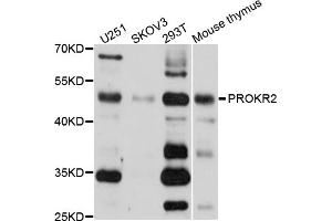 Western blot analysis of extracts of various cell lines, using PROKR2 antibody (ABIN1874340) at 1:1000 dilution.