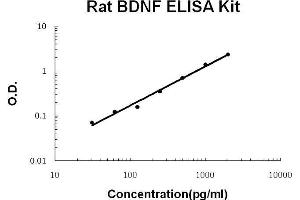 ELISA image for Brain-Derived Neurotrophic Factor (BDNF) ELISA Kit (ABIN411258) (BDNF Kit ELISA)
