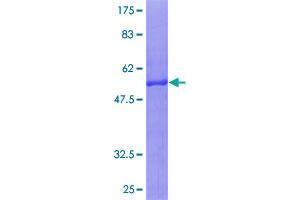 Image no. 1 for Toll-Like Receptor Adaptor Molecule 2 (TICAM2) (AA 1-235) protein (GST tag) (ABIN1322757)