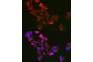 Immunofluorescence analysis of  cells using ECM1 Rabbit pAb (ABIN7267071) at dilution of 1:100 (40x lens). (ECM1 anticorps  (AA 150-250))