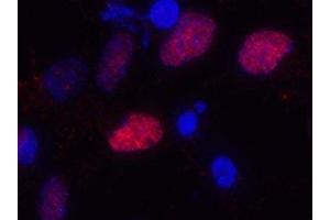 Immunostaining of primary rat cortical neuroepithelial cells with anti-Olig2 (red). (OLIG2 anticorps)