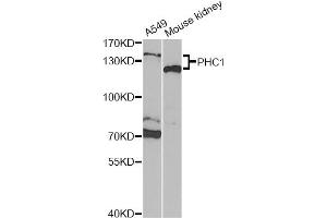 Western blot analysis of extracts of various cell lines, using PHC1 Antibody (ABIN2564499) at 1:1000 dilution. (PHC1 anticorps)