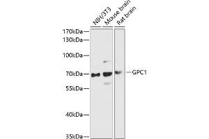 Western blot analysis of extracts of various cell lines, using GPC1 antibody (ABIN6127988, ABIN6141301, ABIN6141302 and ABIN6216848) at 1:3000 dilution. (GPC1 anticorps  (AA 290-420))
