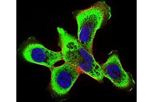 Immunofluorescence analysis of A431 cells using Ring1 mouse mAb (green).