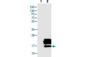 Western blot analysis of Lane 1: Negative control (vector only transfected HEK293T lysate). (PDZK1 Interacting Protein 1 (PDZK1IP1) anticorps)