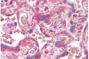 Anti-ERV3 antibody IHC staining of human placenta. (ERV3 anticorps  (AA 313-323))