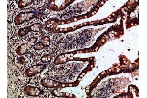 Immunohistochemical analysis of paraffin-embedded human-small-intestine, antibody was diluted at 1:200 (GREM2 anticorps  (AA 71-120))