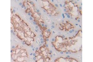 IHC-P analysis of kidney tissue, with DAB staining. (DPEP2 anticorps  (AA 303-486))