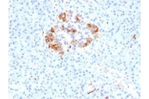 IHC testing of FFPE human pancreas with Ferritin Light Chain antibody (clone FTL/1389). (FTL anticorps  (AA 38-165))