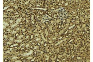 ABIN6277067 at 1/100 staining Mouse kidney tissue by IHC-P. (GSK3 beta anticorps  (N-Term))