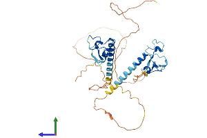 AlphaFold protein structure predicition of Human Recombinant MBNL2 Protein, UniprotID Q5VZF2