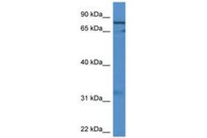 Image no. 1 for anti-G Elongation Factor, Mitochondrial 2 (GFM2) (AA 435-484) antibody (ABIN6746849) (GFM2 anticorps  (AA 435-484))