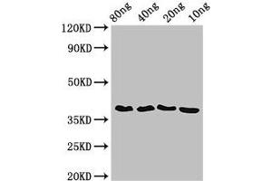 anti-FtsZ (AA 1-315) antibody