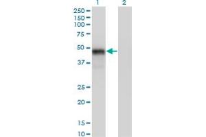 Western Blot analysis of GATA3 expression in transfected 293T cell line by GATA3 monoclonal antibody (M01), clone 1C1.