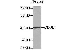 Western blot analysis of extracts of HepG2 cell line, using CD8B antibody. (CD8B anticorps  (AA 22-170))