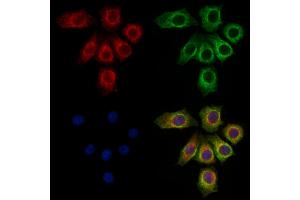 ABIN6262693 and ABIN6273257 staining HepG2 cells by IF/ICC. (ITLN1/Omentin anticorps  (C-Term))