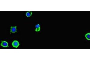 Immunofluorescent analysis of MCF-7 cells using ABIN7168871 at dilution of 1:100 and Alexa Fluor 488-congugated AffiniPure Goat Anti-Rabbit IgG(H+L)
