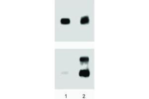A431 (ATCC CRL-1555) cells were either left untreated (lane 1) or treated (lane 2) with 100 ng/ml EGF for 5 minutes at 37°C.