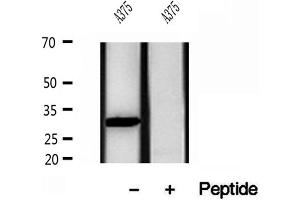 Western blot analysis of extracts of A375 cells, using Galc antibody.