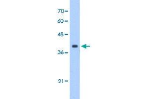 Western Blot analysis of HepG2 cell lysate with EIF3M polyclonal antibody  at 1 ug/mL working concentration. (Eukaryotic Translation Initiation Factor 3, Subunit M (EIF3M) (N-Term) anticorps)