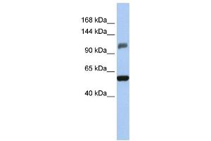 Western Blotting (WB) image for anti-Zinc Finger and SCAN Domain Containing 20 (ZSCAN20) antibody (ABIN2458031)