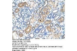 Human kidney (MAFB anticorps  (N-Term))