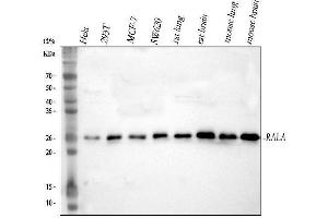 Western blot analysis of RALA using anti-RALA antibody (ABIN3043449).