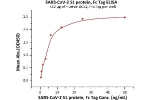 Immobilized Human ACE2, His Tag (ABIN6952618,ABIN6952641) at 2 μg/mL (100 μL/well) can bind SARS-CoV-2 S1 protein, Fc Tag (ABIN6992402) with a linear range of 0. (SARS-CoV-2 Spike S1 Protein (P.1 - gamma) (Fc Tag))