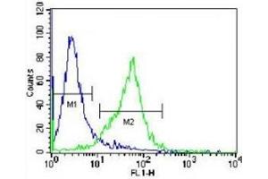GCLC antibody flow cytometric analysis of Jurkat cells (green) compared to a negative control (blue).