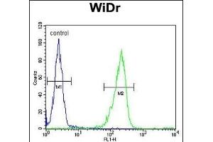 IL31 Antibody (N-term) (ABIN653336 and ABIN2842823) flow cytometric analysis of WiDr cells (right histogram) compared to a negative control (left histogram). (IL-31 anticorps  (N-Term))
