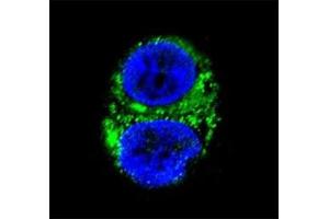 Confocal immunofluorescent analysis of IDH1 antibody with HepG2 cells followed by Alexa Fluor 488-conjugated goat anti-rabbit lgG (green). (IDH1 anticorps  (AA 116-143))