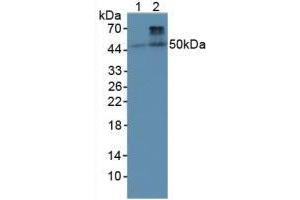 Western blot analysis of (1) Rat Heart Tissue and (2) Rat Skeletal Muscle Tissue. (BMP4 anticorps  (AA 22-408))