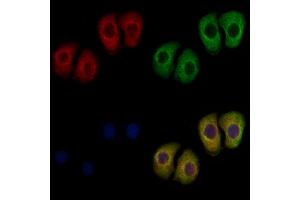 ABIN7093919 and ABIN7097963 staining Hela cells by IF/ICC.