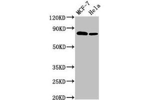 Western Blot Positive WB detected in: MCF-7 whole cell lysate, Hela whole cell lysate All lanes: BCAR1 antibody at 3.