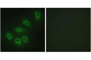 Immunofluorescence (IF) image for anti-Nitric Oxide Synthase 3 (Endothelial Cell) (NOS3) (AA 1145-1194) antibody (ABIN2888911) (ENOS anticorps  (AA 1145-1194))
