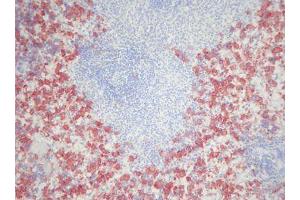 Image no. 3 for anti-Macrophages antibody (ABIN481694) (Macrophages anticorps)