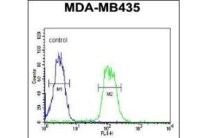 ATHL1 Antibody (C-term) (ABIN1881084 and ABIN2840111) flow cytometric analysis of MDA-M cells (right histogram) compared to a negative control cell (left histogram). (ATHL1 anticorps  (C-Term))
