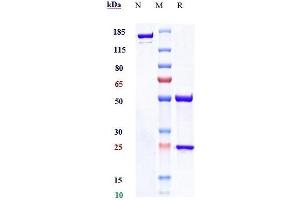 Anti-NKG2A / CD159a Reference Antibody (monalizumab) on SDS-PAGE under reducing (R) condition. (Recombinant NKG2A (Monalizumab Biosimilar) anticorps)