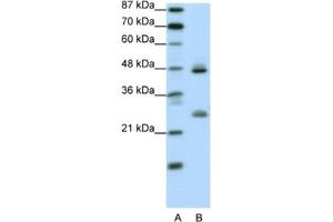 Western Blotting (WB) image for anti-Kruppel-Like Factor 6 (KLF6) antibody (ABIN2461181) (KLF6 anticorps)