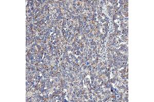 IHC analysis of SFXN5 using anti-SFXN5 antibody (ABIN7601388). (Sideroflexin 5 anticorps  (AA 34-340))