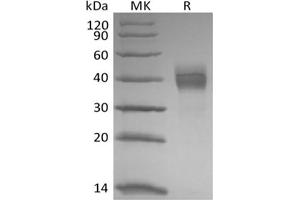 Western Blotting (WB) image for Tumor-Associated Calcium Signal Transducer 2 (TACSTD2) (Active) protein (His tag) (ABIN7321045)